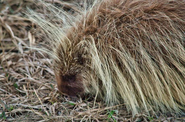 Een Close Shot Van Een Stekelvarken Buiten — Stockfoto