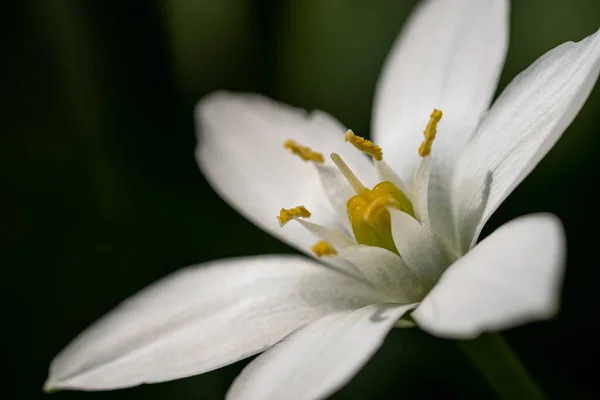 Gros Plan Proiphys Sous Lumière Soleil Sur Fond Sombre Flou — Photo