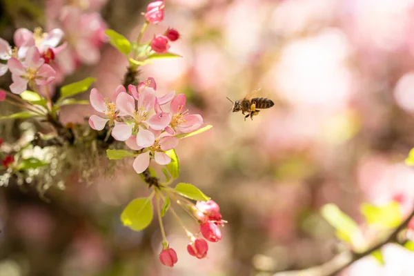 Eine Schöne Aufnahme Einer Biene Die Auf Rosa Blumen Zufliegt — Stockfoto