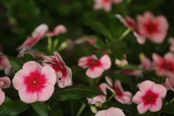 Une Mise Point Sélective Fleurs Pétunia Rose Fleurs Dans Verdure — Photo