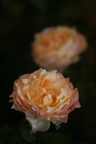 Вертикальний Знімок Квітучих Троянд Ізольованому Фоні — стокове фото