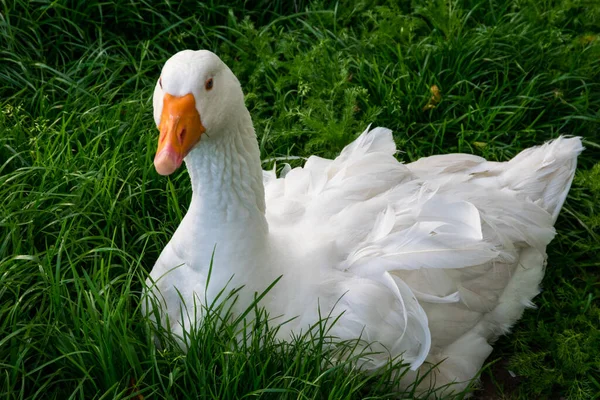 Gros Plan Une Oie Blanche Assise Sur Vert — Photo