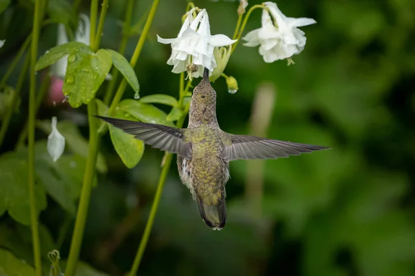 Eine Nahaufnahme Eines Schönen Kolibris Der Aus Einer Blume Trinkt — Stockfoto