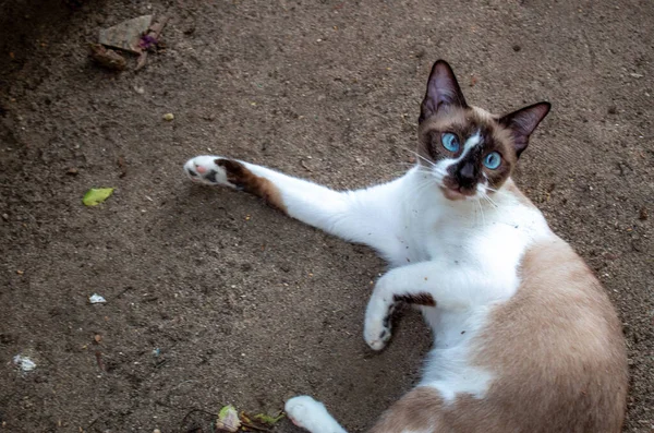 Tiro Ángulo Alto Gato Marrón Blanco Tirado Suelo —  Fotos de Stock