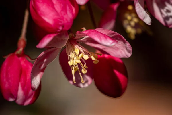 Selective Focus Shot Exotic Red Flowers Captured Sunny Day — Stock Photo, Image