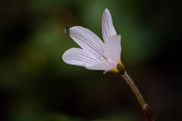 Tiro Foco Seletivo Pequeno Inseto Pétala Uma Pequena Flor — Fotografia de Stock