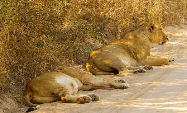 ゲームの準備金の砂の上に横たわる2頭の雌ライオンの閉鎖とレスティン — ストック写真