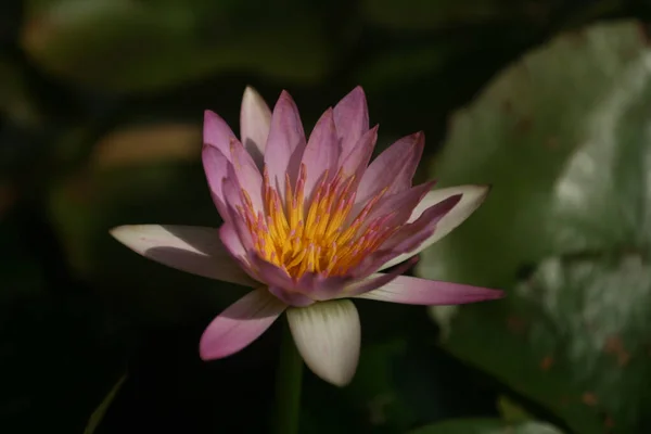 Gros Plan Une Fleur Lotus Fleurs Dans Verdure — Photo