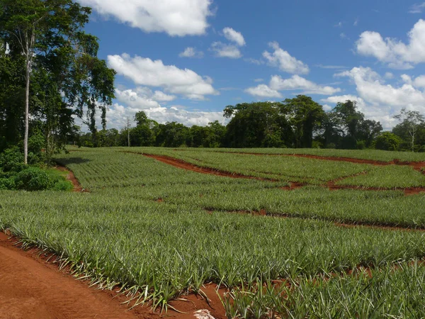 Campo Verde Bajo Cielo Nublado Verano — Foto de Stock