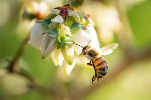 一只蜜蜂在小白花附近飞舞的选择性镜头 — 图库照片