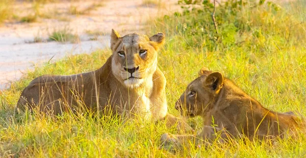 Une Prise Vue Sélective Lionne Petit Dans Champ — Photo