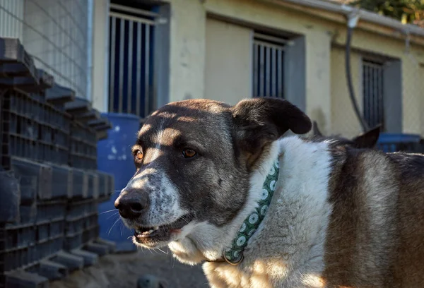 犬小屋でかわいい犬の選択的フォーカスショット — ストック写真