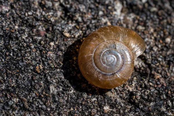 Närbild Snigel Skal Golvet — Stockfoto