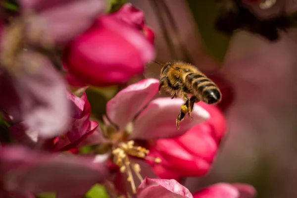 Ένα Κοντινό Πλάνο Μιας Μέλισσας Που Πετάει Για Γονιμοποιήσει Ροζ — Φωτογραφία Αρχείου