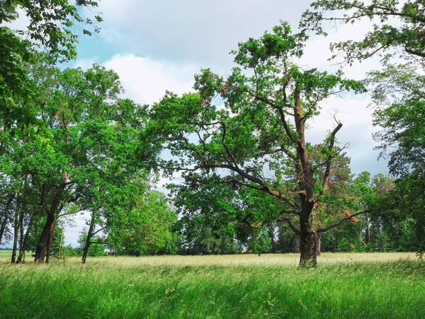 Piękny Krajobraz Pola Zielonymi Drzewami Słoneczny Letni Dzień — Zdjęcie stockowe