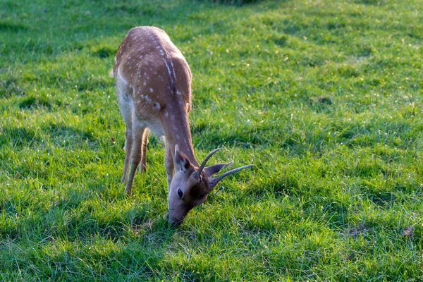 Cervo Bonito Pastando Campo Verde — Fotografia de Stock