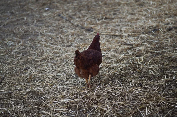 Een Achteraanzicht Van Een Bruine Kip Zoek Naar Voedsel Een — Stockfoto