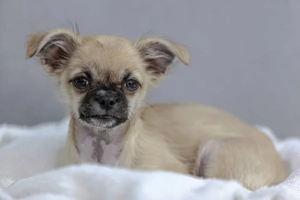 Een Selectieve Focus Shot Van Een Schattige Chihuahua Puppy Witte — Stockfoto