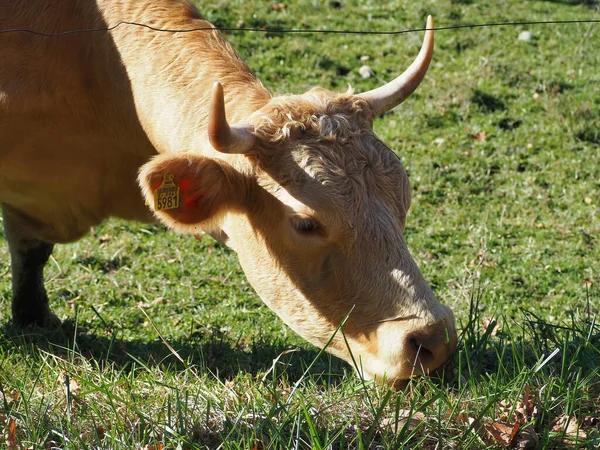 Вид Коровы Желтой Ушной Меткой Пасущейся Пастбище Забором — стоковое фото
