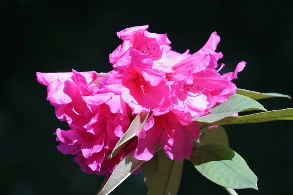 Güzel Pembe Rhododendron Çiçeklerinin Yakın Plan Çekimi — Stok fotoğraf