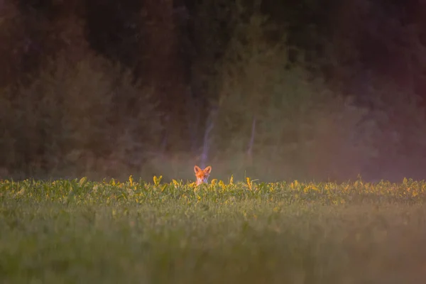 Gros Plan Renard Dans Verdure Regardant Caméra — Photo