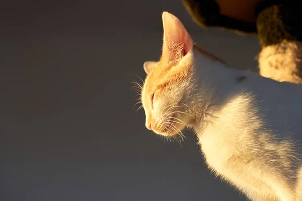 Tiro Seletivo Foco Gatinho Branco Sunkissed — Fotografia de Stock