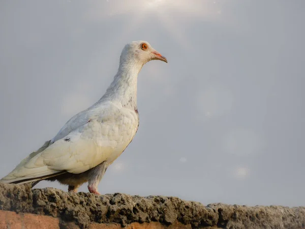 Tiro Close Uma Pomba Branca Empoleirada Uma Pedra Luz Sol — Fotografia de Stock