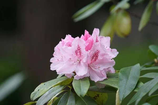 Güzel Pembe Rhododendron Çiçeklerinin Yakın Plan Çekimi — Stok fotoğraf