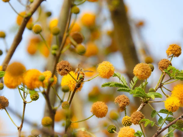 Tiro Seletivo Foco Das Flores Amarelas Mimosa Jardim — Fotografia de Stock