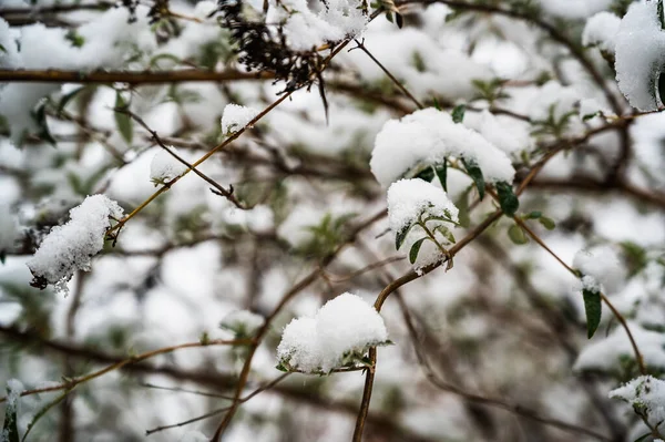 一张被雪覆盖的树枝的照片 — 图库照片