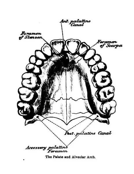Μια Κατατοπιστική Απεικόνιση Του Ανθρώπινου Στόματος — Φωτογραφία Αρχείου