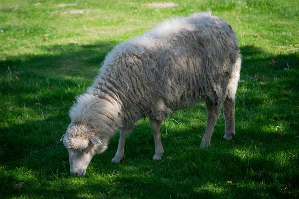 Drôle Pâturage Moutons Dans Haustierpark Werdum Frise Orientale — Photo