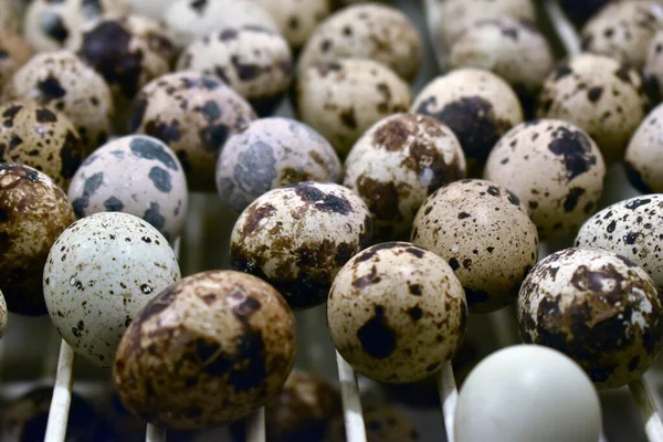 High Angle Closeup Multiple Quail Eggs Piled White Surface — Stock Photo, Image