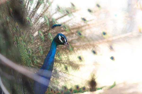 Pavão Lindo Com Uma Cauda Aberta — Fotografia de Stock