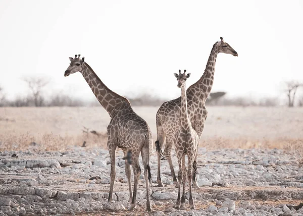 Bellissimo Scatto Gruppo Giraffe Campo — Foto Stock