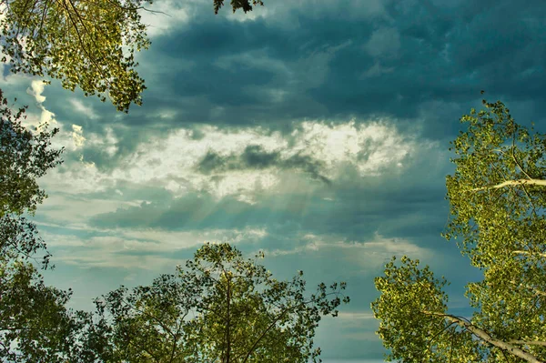 Eine Flache Aufnahme Von Bäumen Mit Sonnenstrahlen Hintergrund — Stockfoto