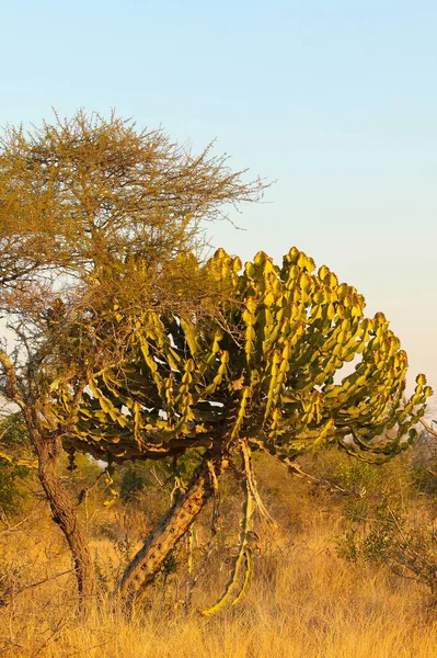 남아프리카 공화국의 선인장과 나무와 뒤덮인 초원의 — 스톡 사진