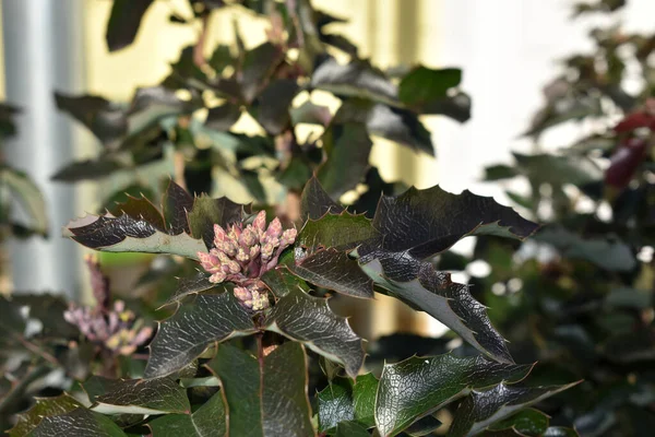 Les Feuilles Les Fleurs Mahonia Aquifolium Raisin Oregon Intérieur — Photo