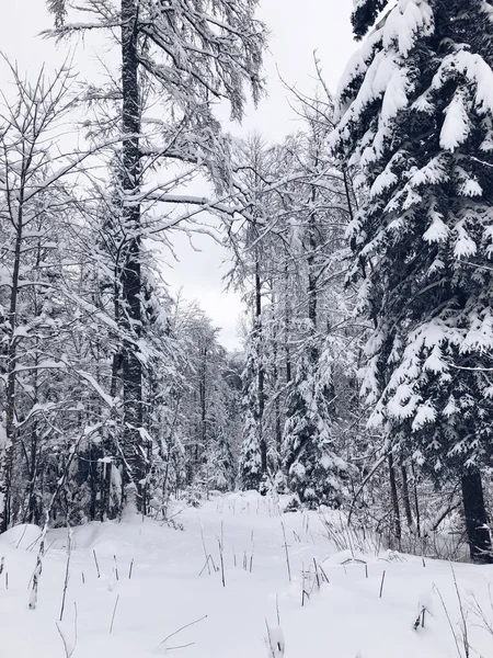 Een Wit Winterlandschap Bomen Bedekt Met Sneeuw Onder Witte Lucht — Stockfoto