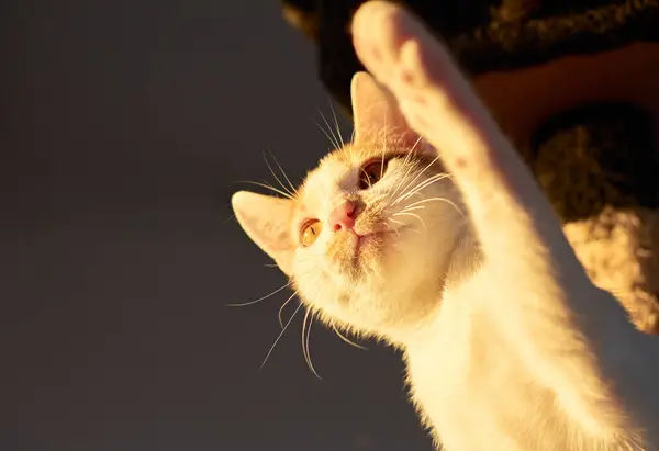 Una Toma Selectiva Enfoque Gatito Blanco Besado Por Sol Alcanzando —  Fotos de Stock