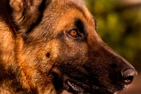 Primo Piano Pastore Tedesco Cani Faccia — Foto Stock