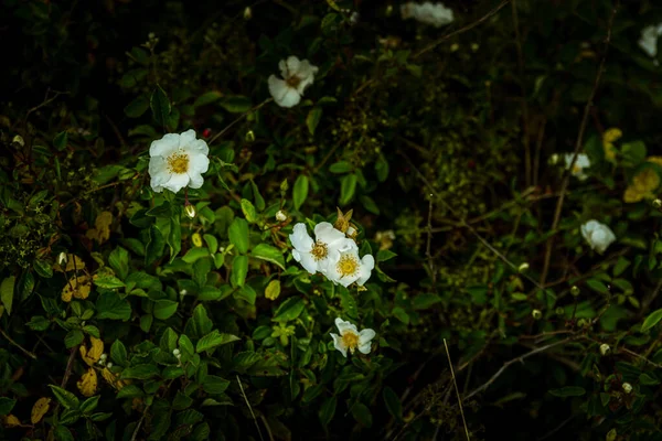 Selective Focus Closeup Rosehip Flowers — Stock Photo, Image