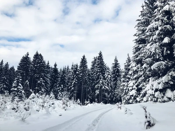 一条雪路穿过白色的树林 在多云的天空下被雪覆盖着的树木 — 图库照片