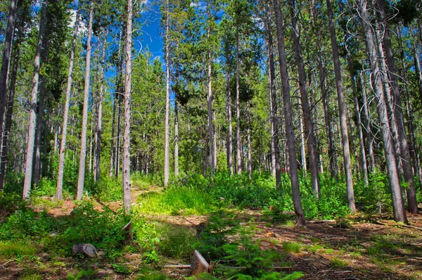 Paysage Pins Dans Forêt Sous Lumière Soleil — Photo