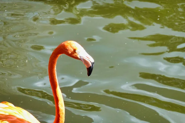 Крупный План Оранжевого Фламинго Уэйт — стоковое фото