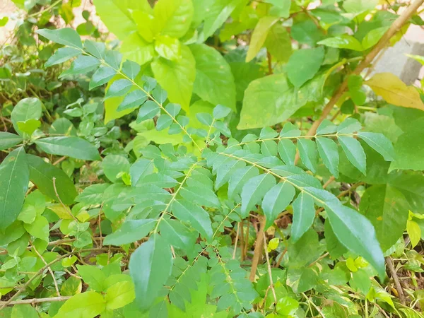 Plan Angle Élevé Plantes Avec Différentes Feuilles Forme Dans Une — Photo