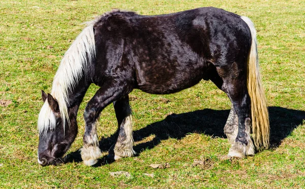 Cheval Fantaisie Broutant Dans Champ Vert Dans Ranch — Photo