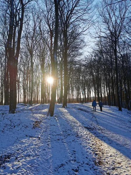 Vertical Shot Forest Winter Larvik Norway Sunset — Stock Photo, Image