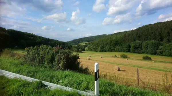 Närbild Ett Fält Omgivet Skog Dagsljus — Stockfoto