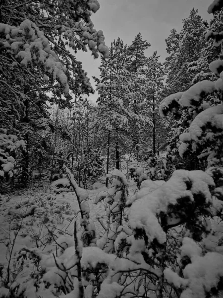 Eine Vertikale Aufnahme Von Tannenbäumen Die Winter Graustufen Mit Schnee — Stockfoto